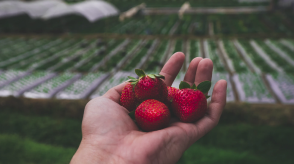 Strawberry Picking